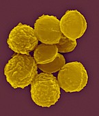 Micrococcus luteus, coccus prokaryote, SEM