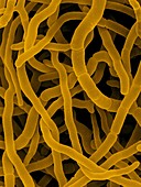 Filamentous bacterium (Streptomyces rimosus), SEM
