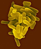 Klebsiella pneumoniae, bacterium, SEM