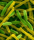 Bacillus subtilis, spore forming, SEM
