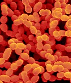 Oral bacterium, Streptococcus mutans, SEM