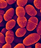 Streptococcus pneumoniae, SEM