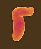 Vibrio vulnificus, curved rod prokaryote, SEM