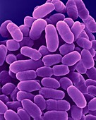 Chromatium sp. purple sulphur bacterium, SEM