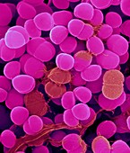 Staphylococcus haemolyticus, SEM