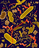 Common types of bacteria, SEM