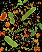 Common types of bacteria, SEM