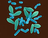 Clostridium perfringens, bacterium, SEM