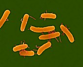 Salmonella typhimurium, bacterium, SEM