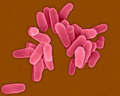 Mycobacterium tuberculosis, bacterium, SEM