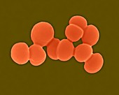 Staphylococcus aureus -coccus prokaryote, SEM