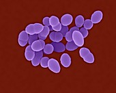 Streptococcus pneumoniae, coccus prokaryote, SEM
