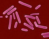 Clostridium tetani, rod prokaryote, SEM