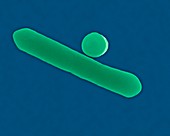 Clostridium botulinum -rod prokaryote, SEM