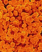 Stomatococcus mucilaginous, SEM