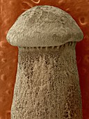 Mycorrhizal fungus, Lyophyllum shimeji, SEM