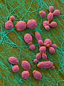 Candida Infected Medical Catheter, SEM