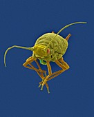 Cotton aphid, SEM