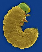Drug store beetle larva, SEM