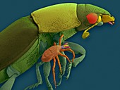 Carrion beetle and phorectic mite, SEM