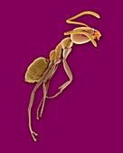 Argentine ant, SEM