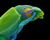 Confused flour beetle adult, SEM