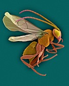 Tobacco hornworm wasp, SEM