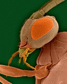 Parasitic tobacco hornworm wasp, SEM