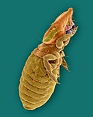 Cat biting louse, SEM