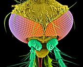 Northern house mosquito, SEM