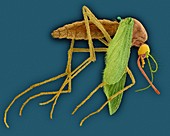 Common house mosquito, SEM