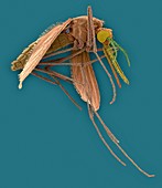 Anopheles stephensi, mosquito carrier of malaria, SEM