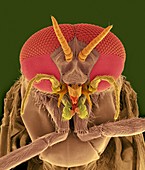 Black fly adult male head, SEM