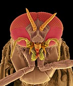 Black fly adult male head, SEM