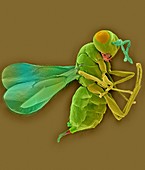 Erythrina gall wasp, SEM
