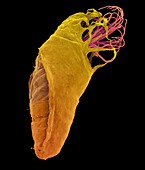 Black fly pupa, SEM