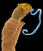 Black fly larva, SEM