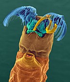 Black fly larva, SEM