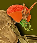 Black fly adult female head, SEM