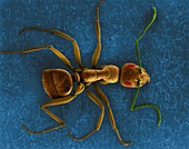 Carpenter ant, SEM