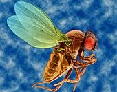 Fruit fly, SEM