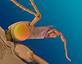 Crane fly -Tipula sp., SEM