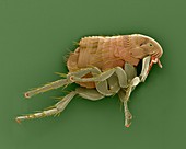 Dog flea, SEM