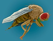 Mediterranean fruit fly, SEM