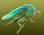 Mediterranean fruit fly, SEM