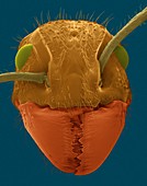 Bullet head ant, Paraponera clavata, SEM