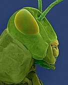 Grasshopper head and mouthparts, SEM