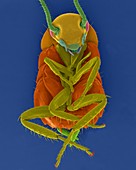 American cockroach, SEM