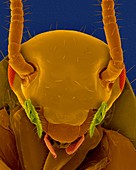 American cockroach head, SEM