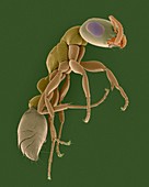 Wasp-like ant, SEM